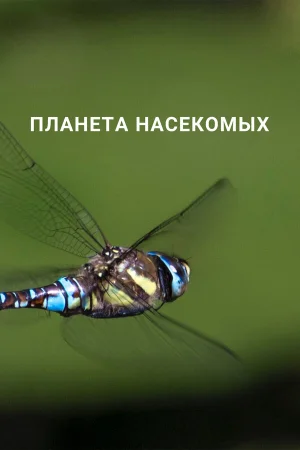 Планета насекомых 1 сезон онлайн